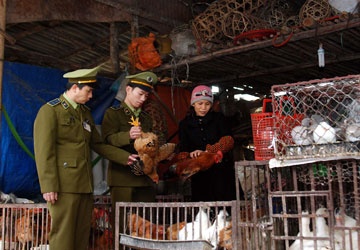 60% cơ sở kinh doanh sản phẩm gia súc, gia cầm không đảm bảo chất lượng